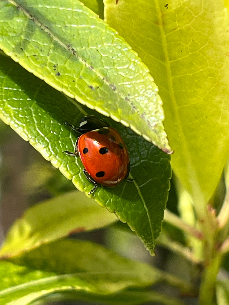 Seven-spot Ladybird