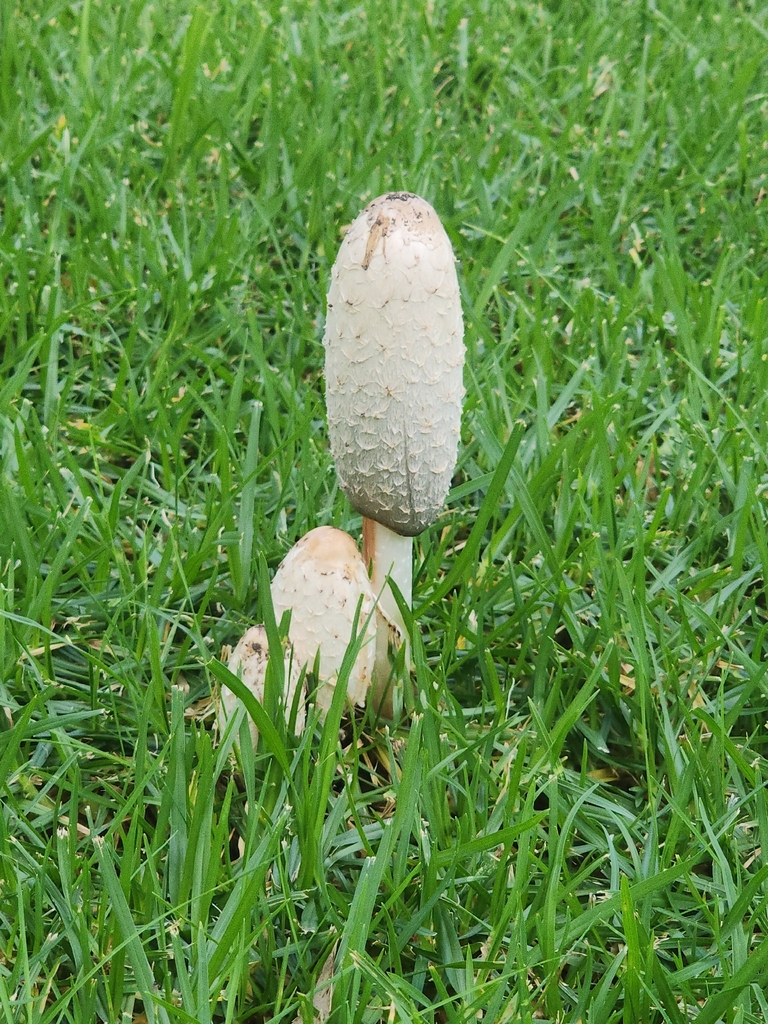 Shaggy Ink Cap