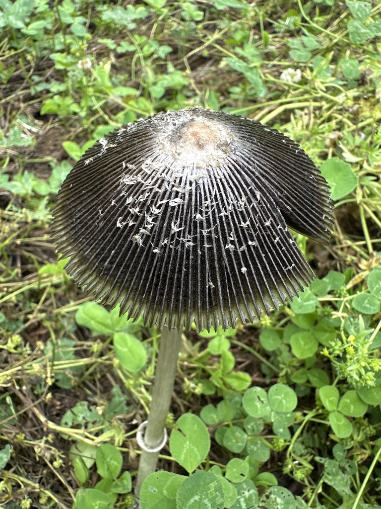 Shaggy Ink Cap
