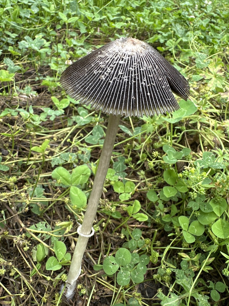 Shaggy Ink Cap