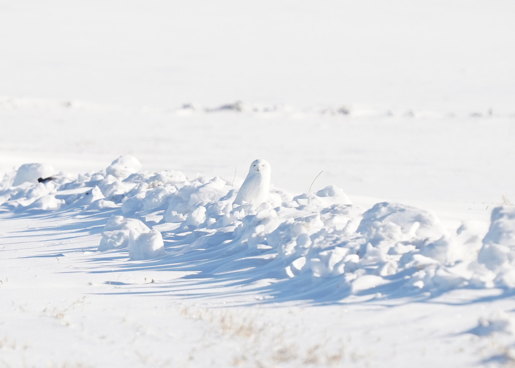 Snowy Owl