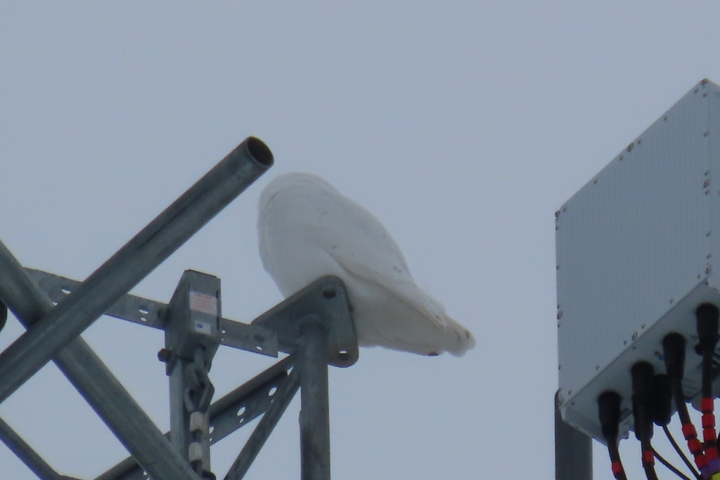 Snowy Owl
