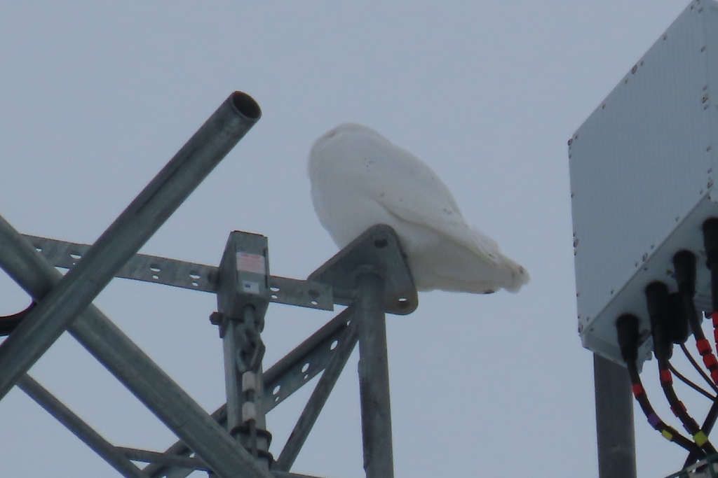 Snowy Owl