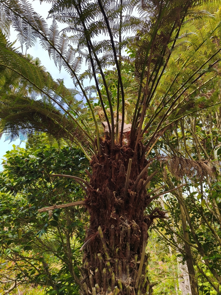 Soft Tree Fern
