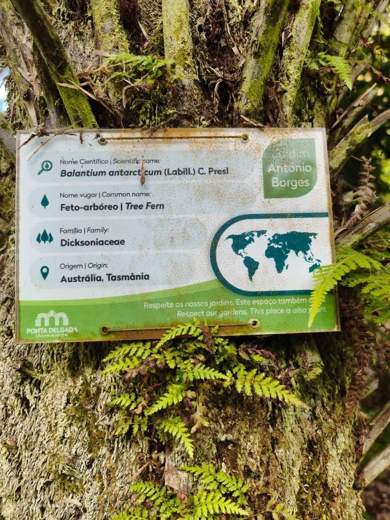 Soft Tree Fern