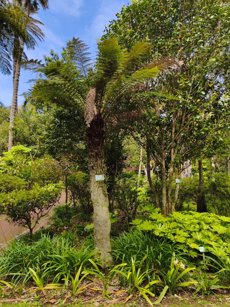 Soft Tree Fern