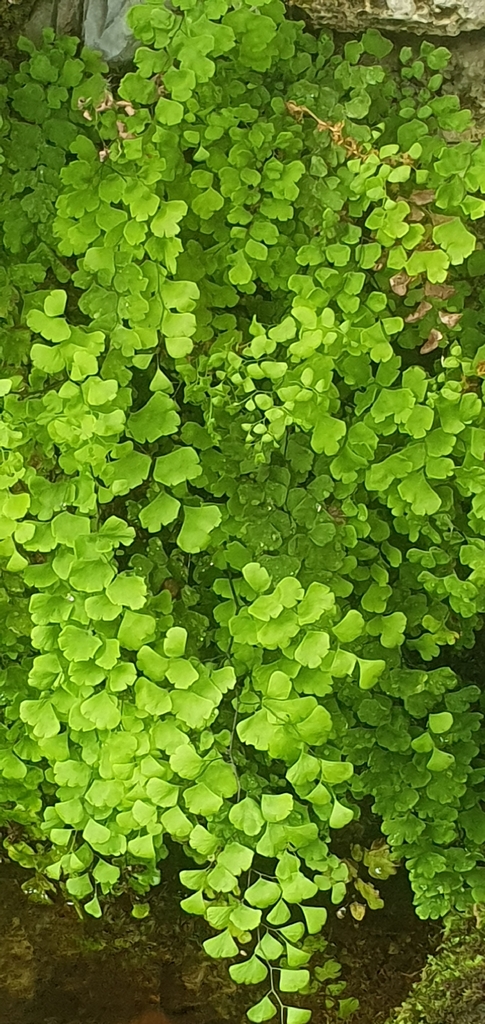 Southern Maidenhair Fern