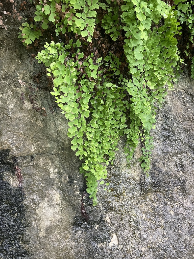 Southern Maidenhair Fern