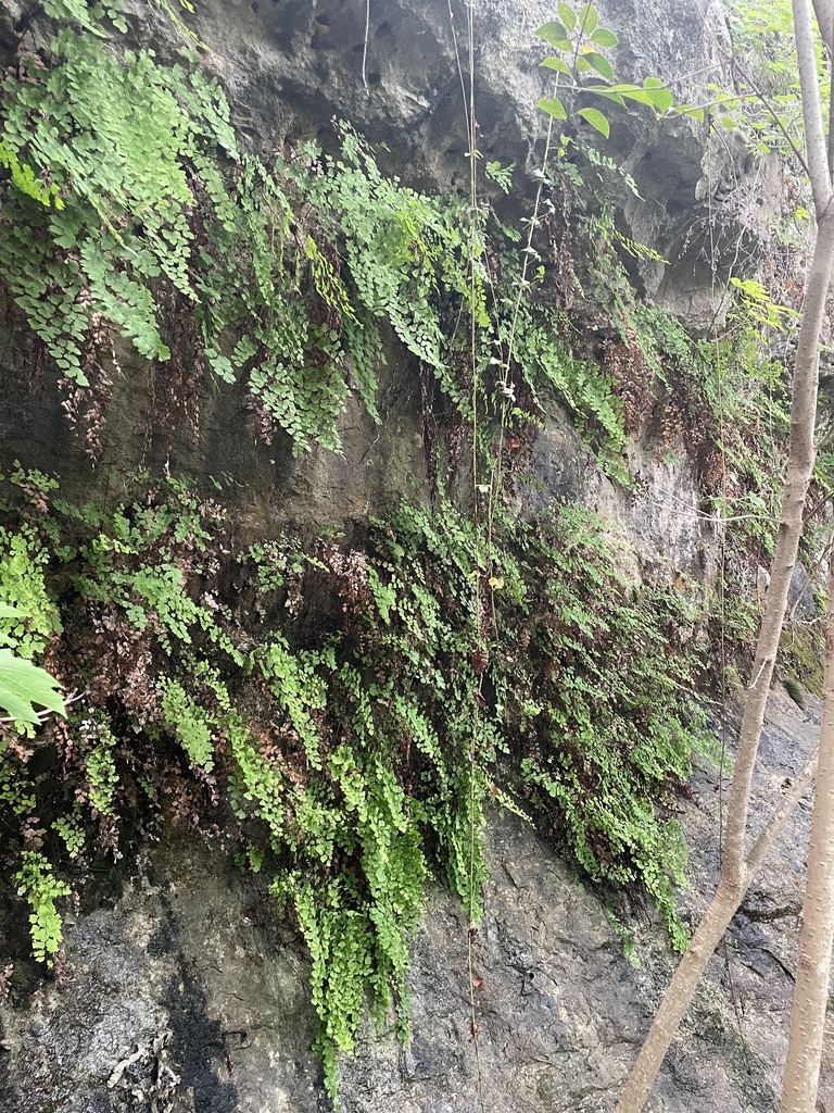 Southern Maidenhair Fern
