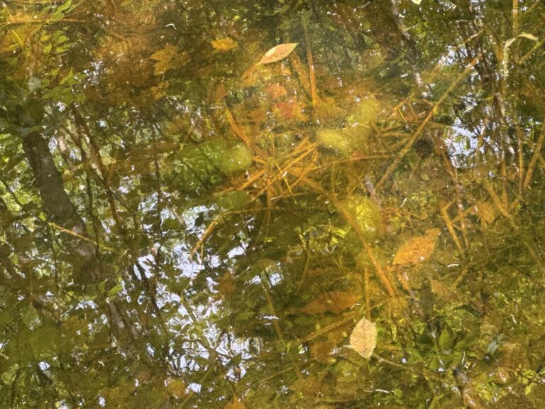 Spotted Salamander