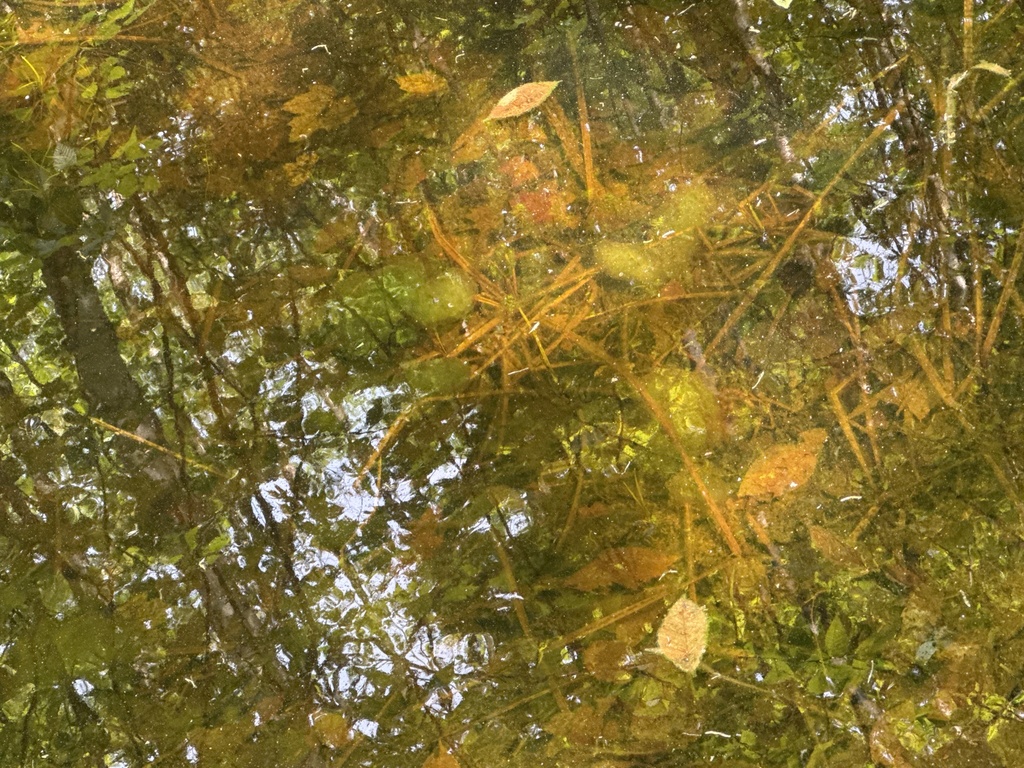 Spotted Salamander