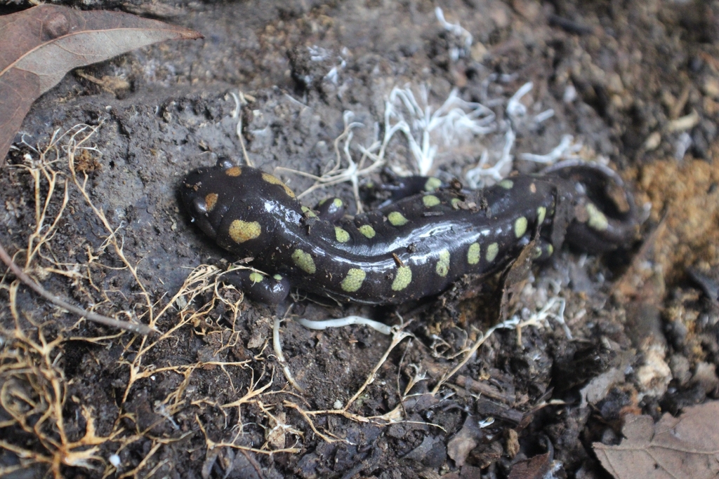Spotted Salamander