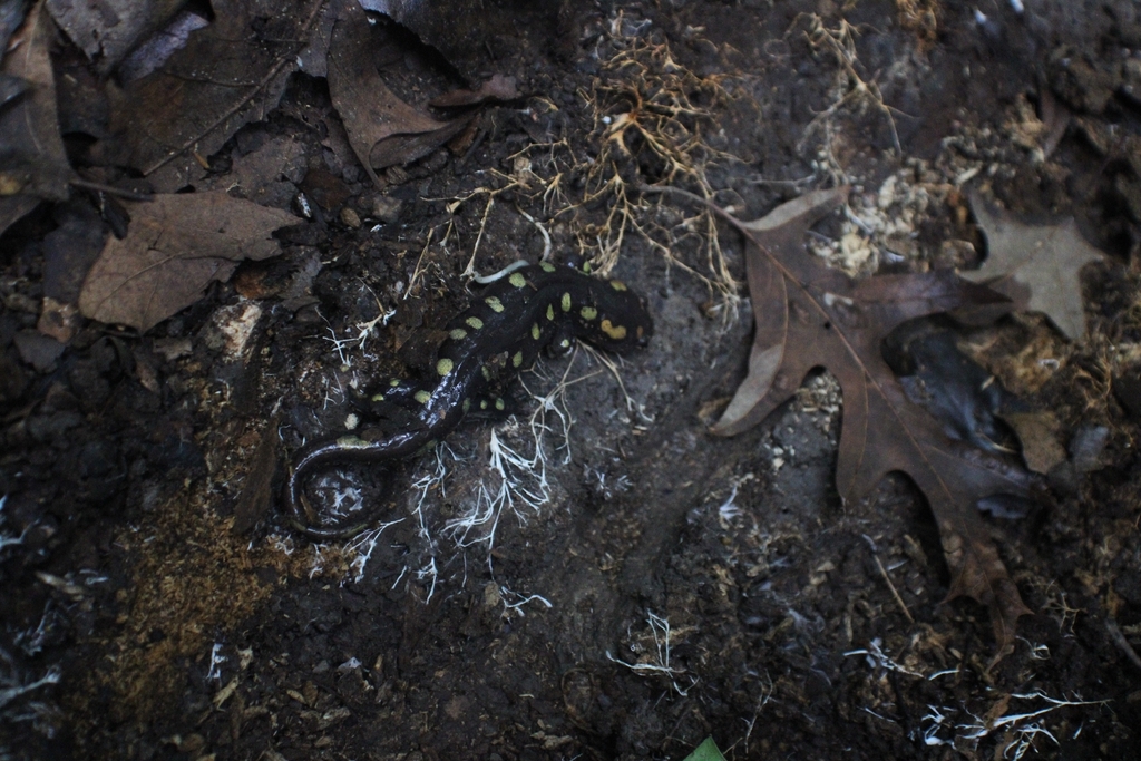 Spotted Salamander