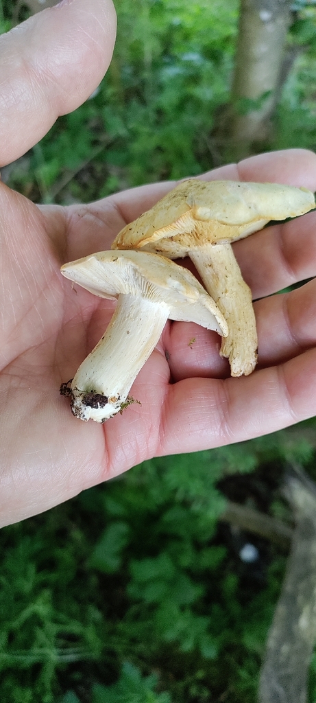 St. George's Mushroom