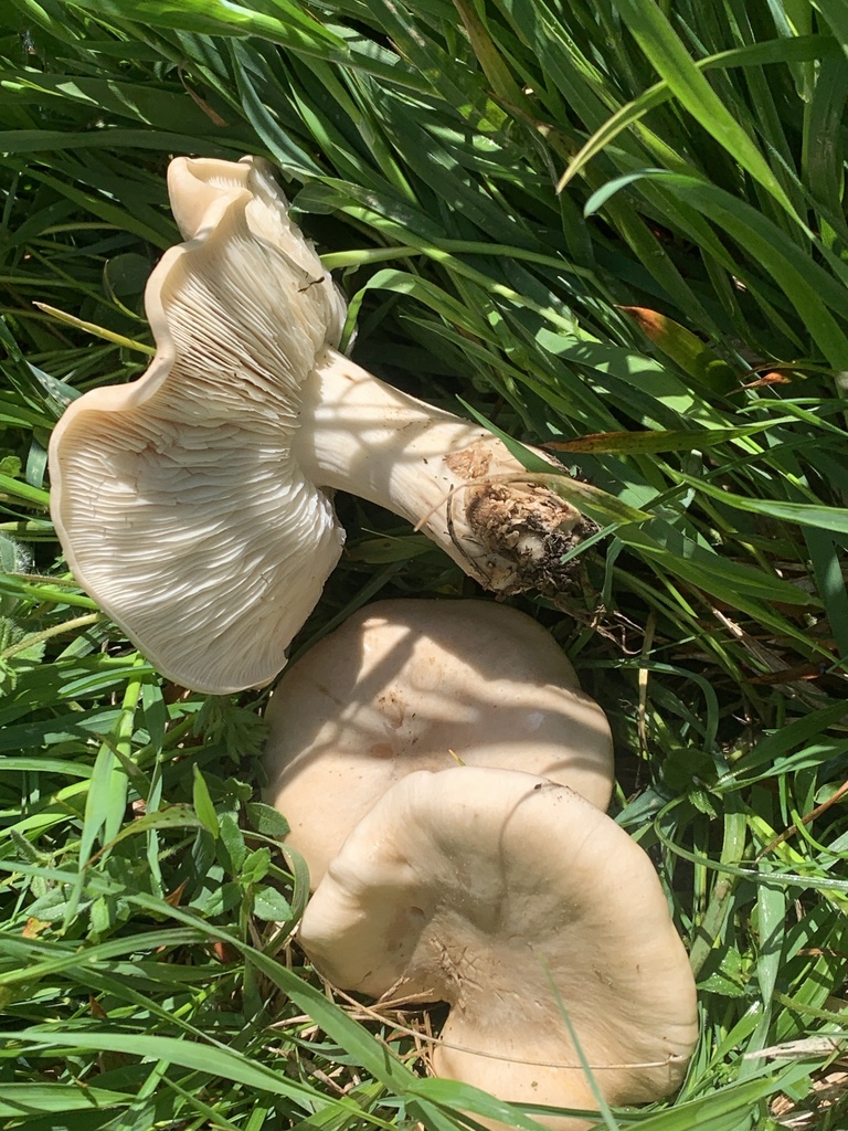 St. George's Mushroom