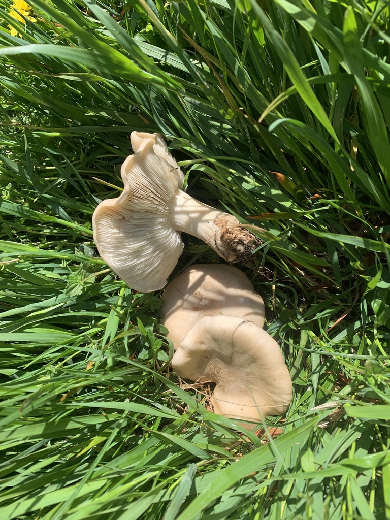 St. George's Mushroom