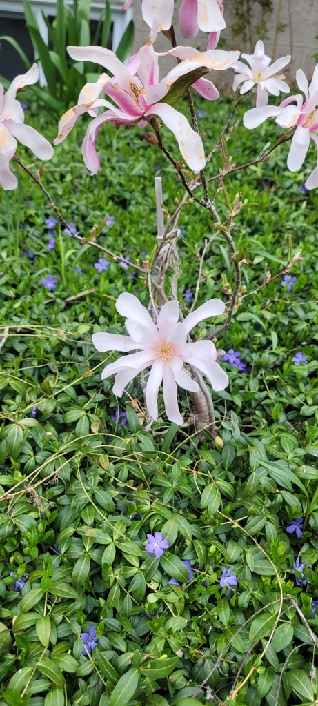 Star Magnolia