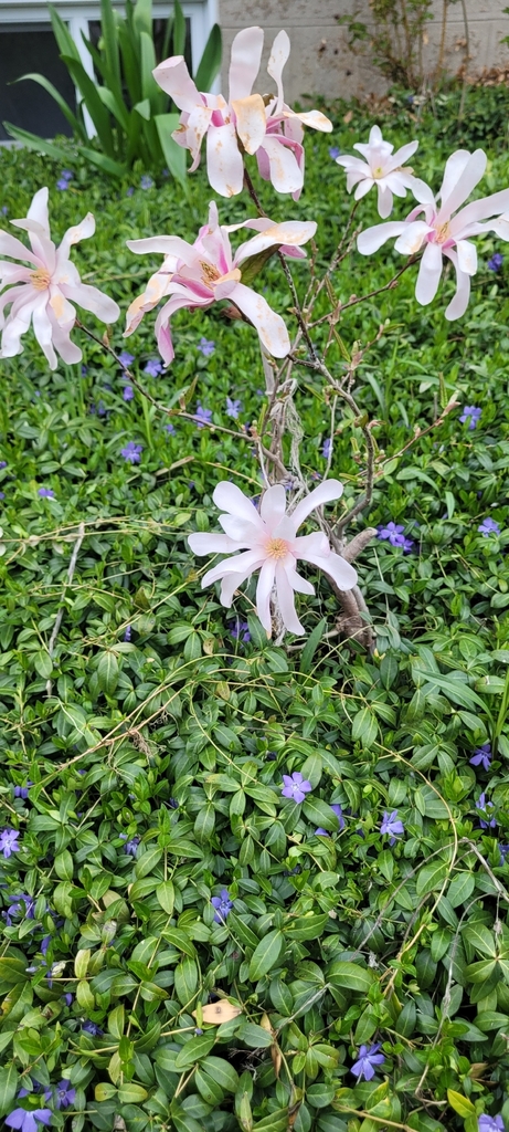 Star Magnolia