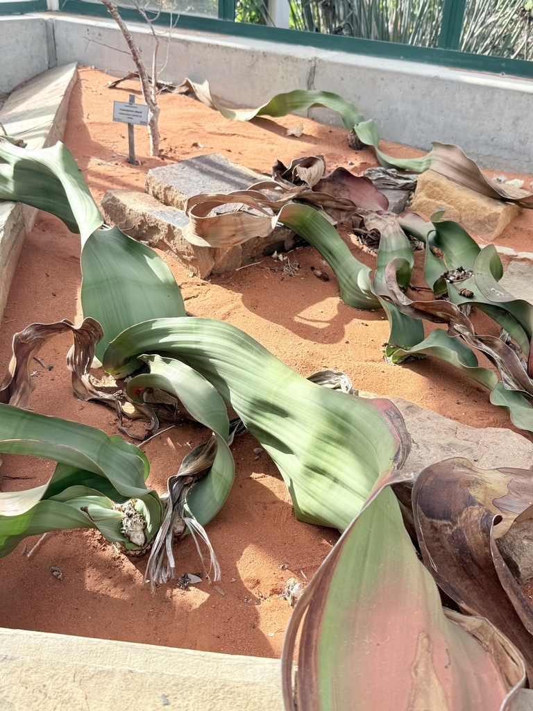 Angolan Welwitschia