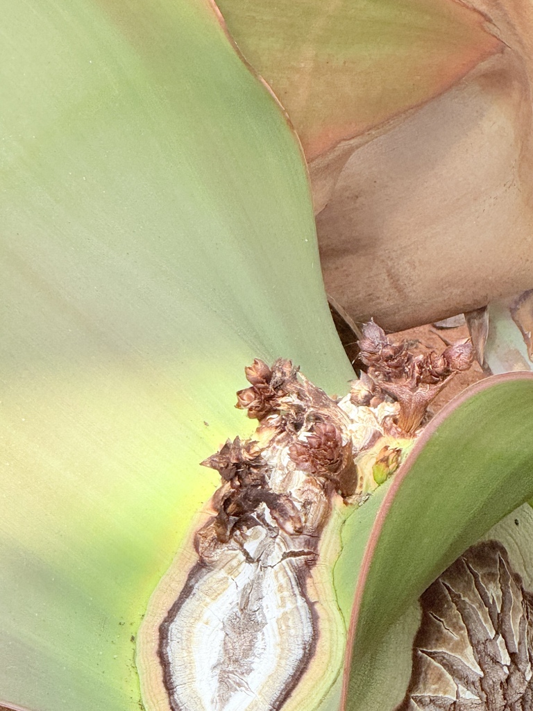 Angolan Welwitschia