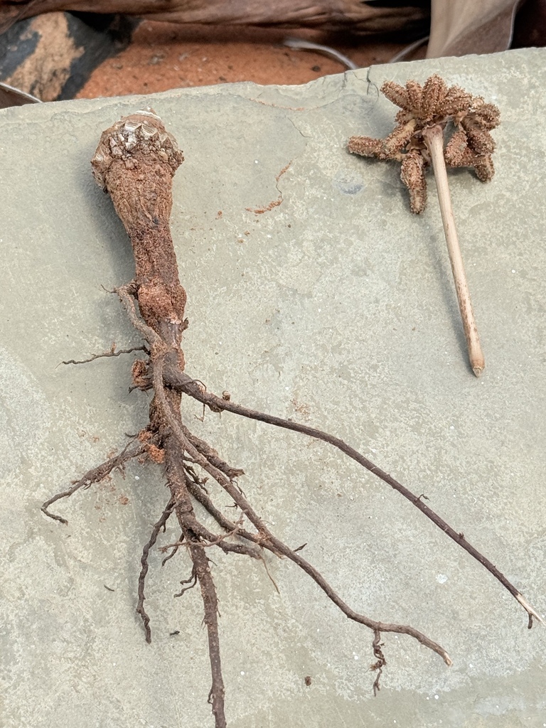 Angolan Welwitschia