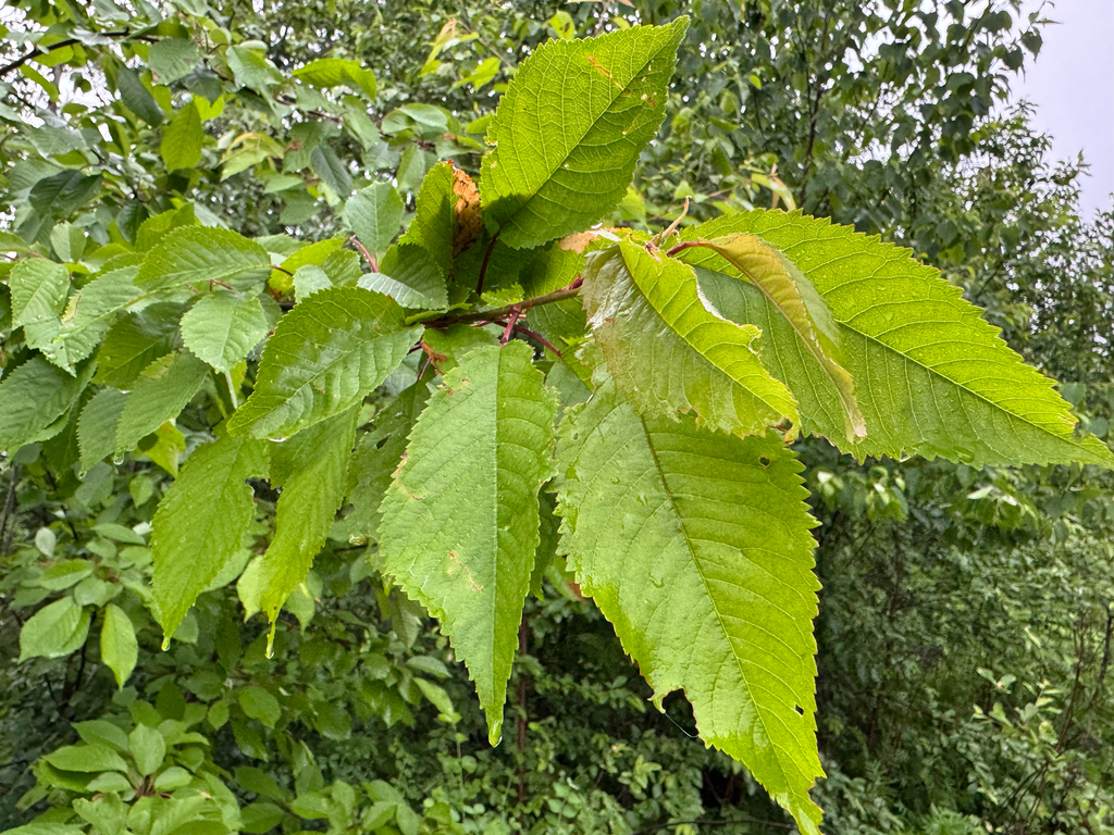 Wild Cherry
