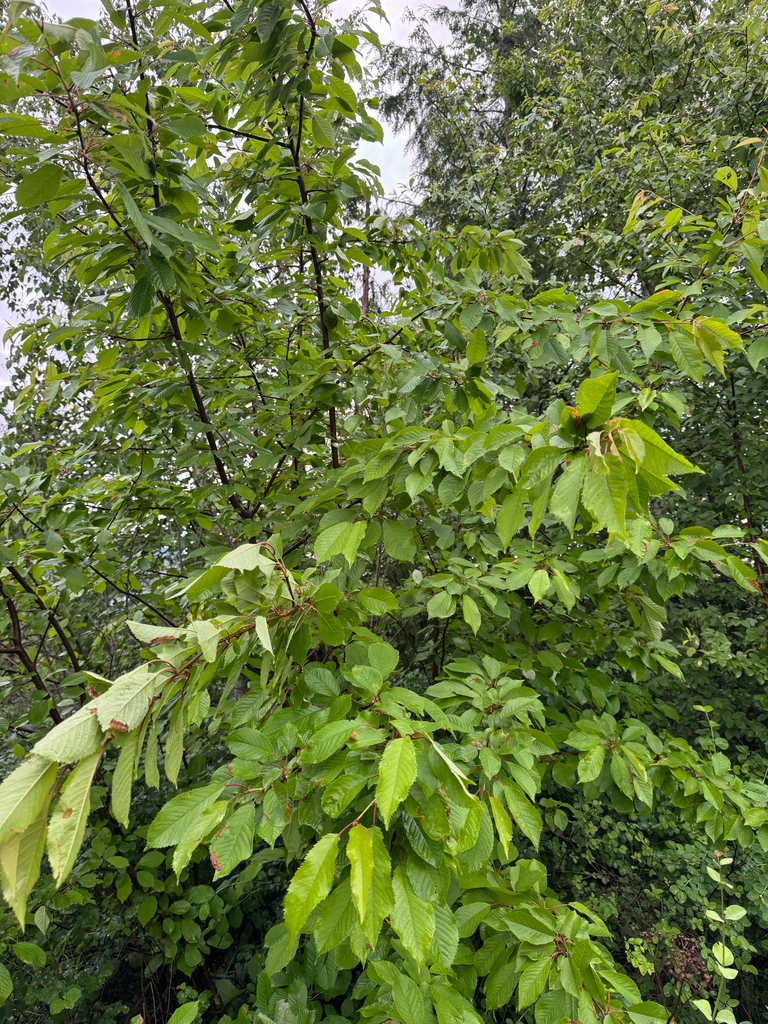 Wild Cherry