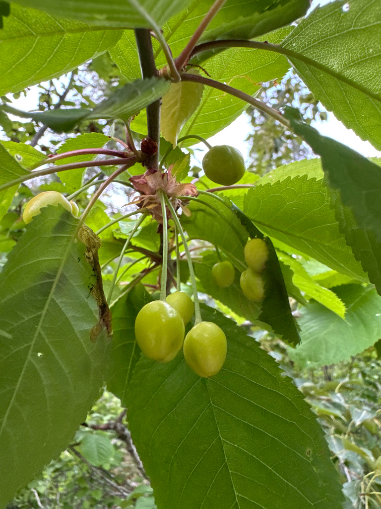 Wild Cherry