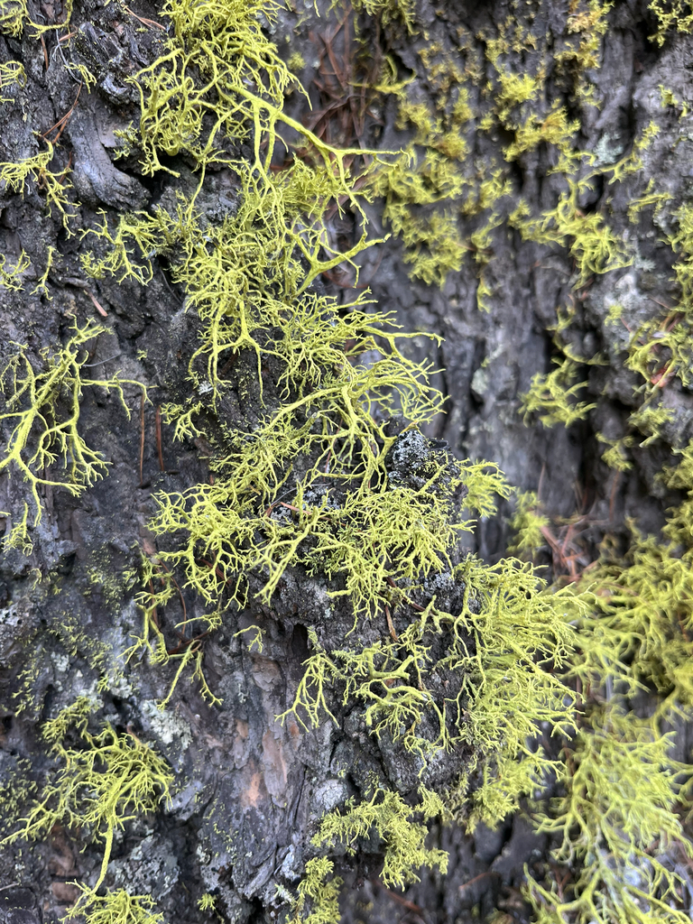Wolf Lichen