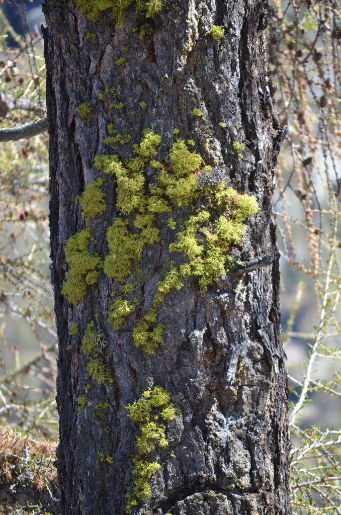 Wolf Lichen