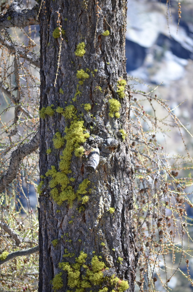 Wolf Lichen