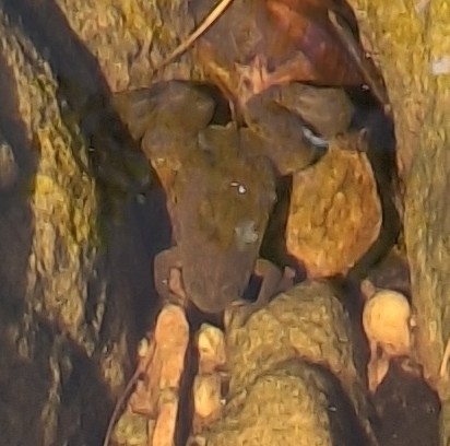 African Clawed Frog