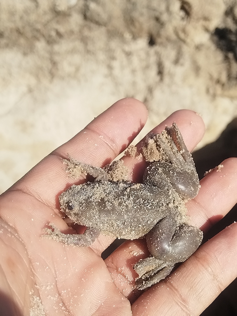 African Clawed Frog