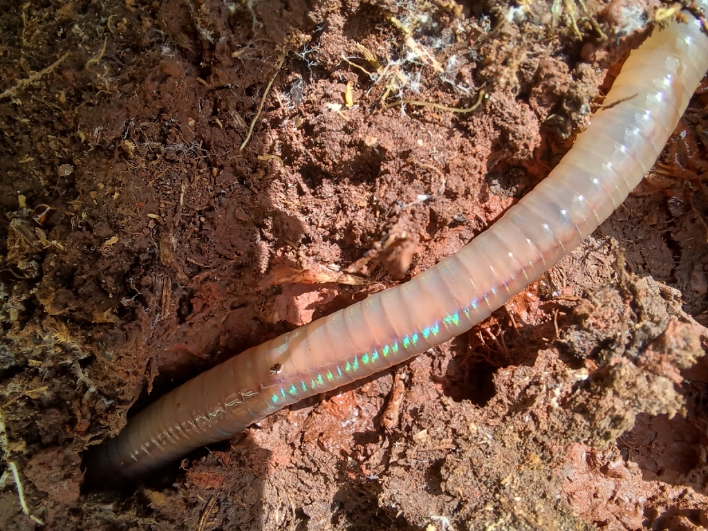 Common Earthworm