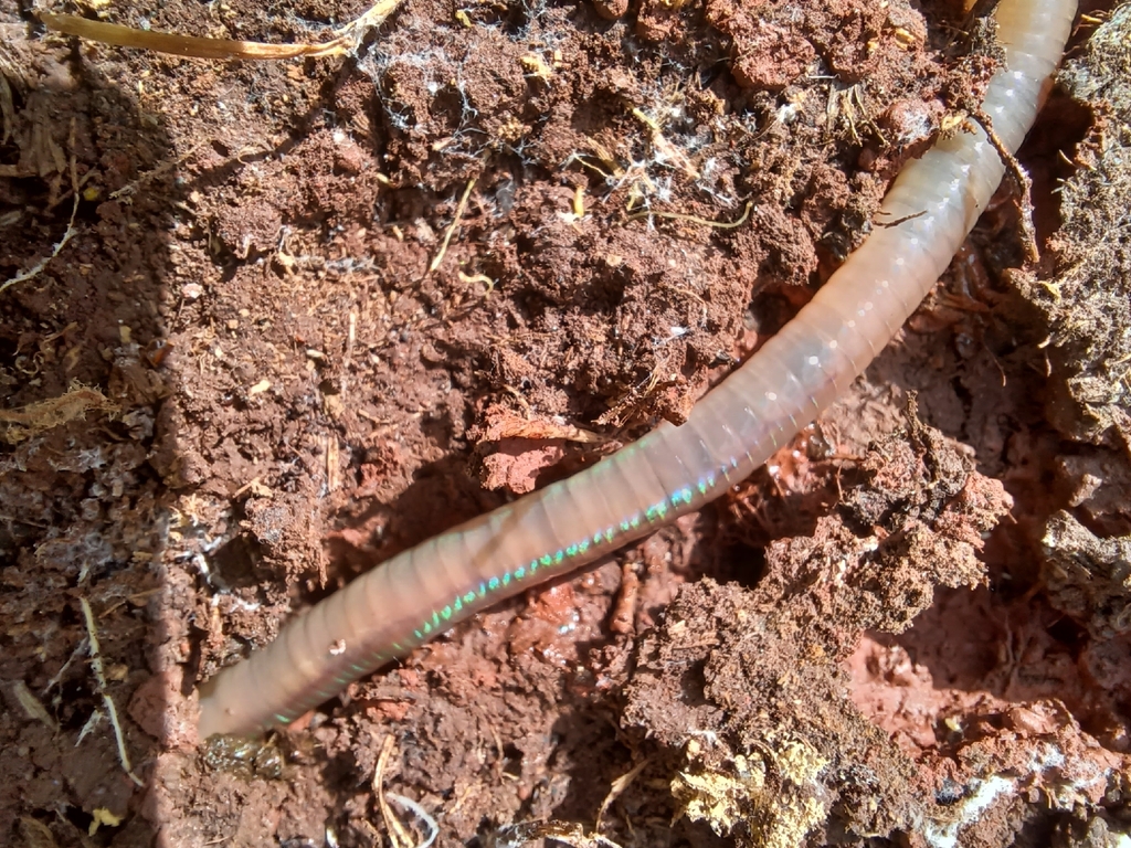 Common Earthworm