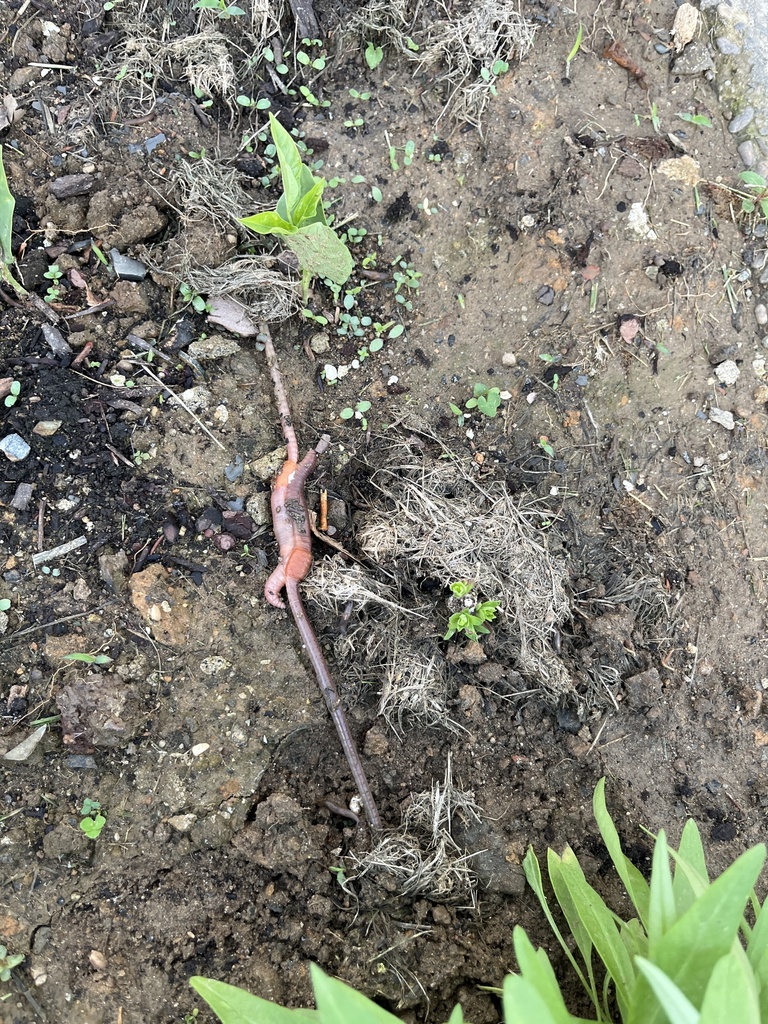 Common Earthworm