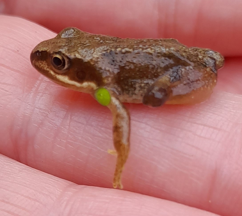 Common Frog