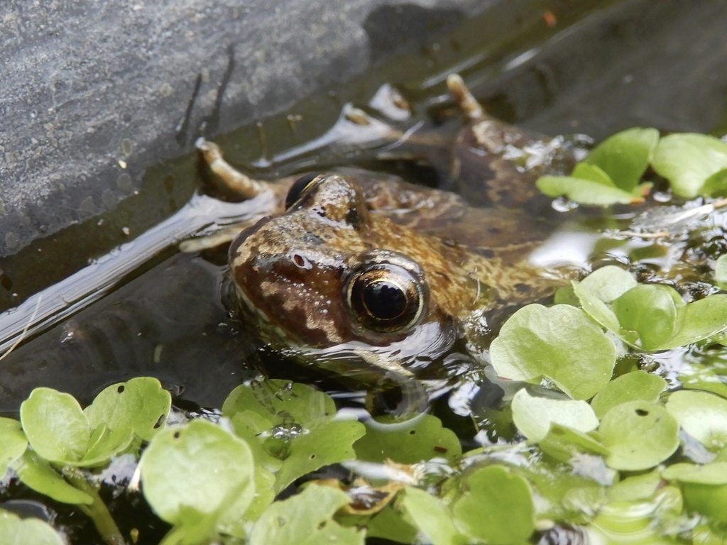 Common Frog