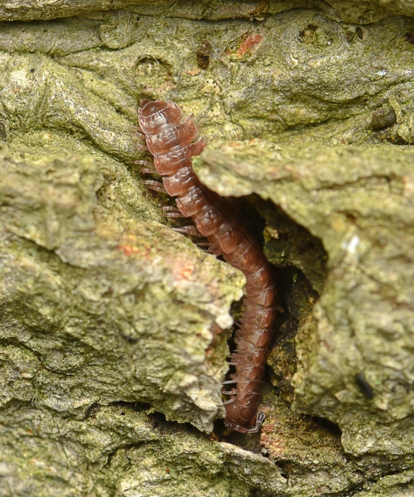 Common Pink Flat-back Millipede