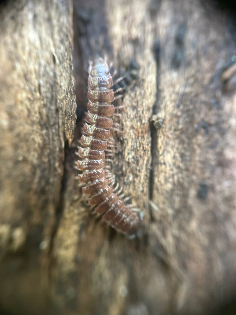 Common Pink Flat-back Millipede