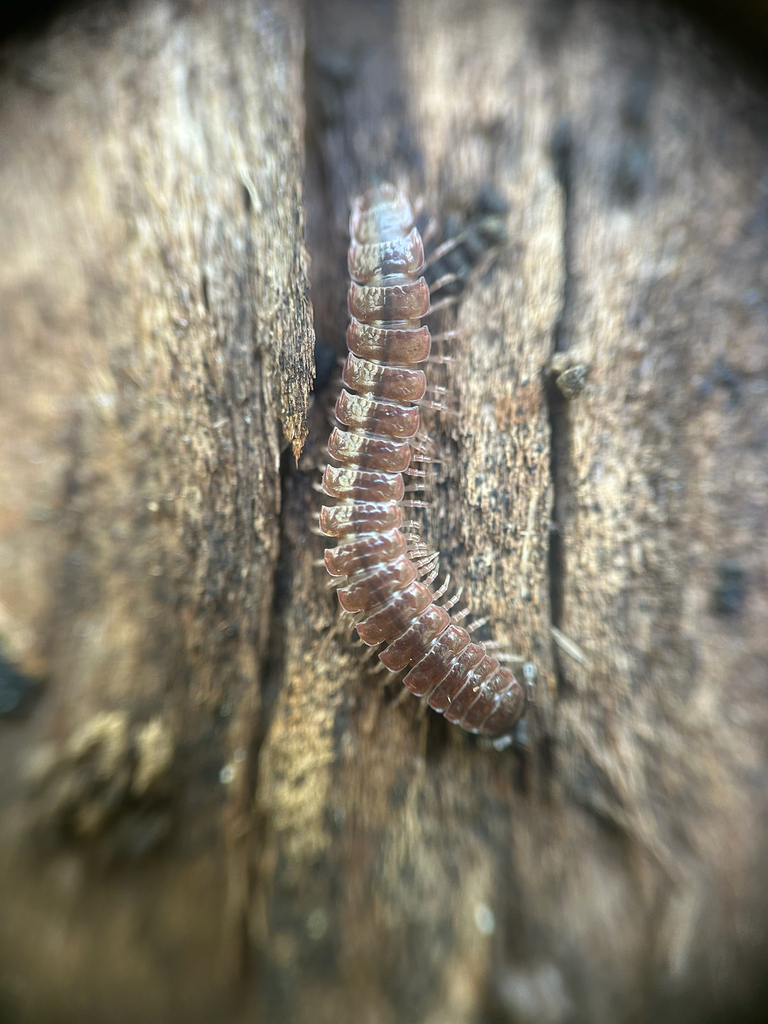 Common Pink Flat-back Millipede