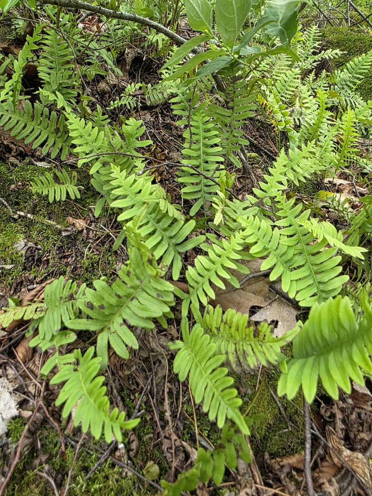 Common Polypody