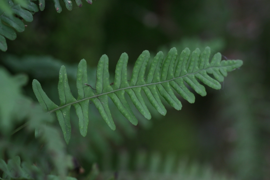 Common Polypody