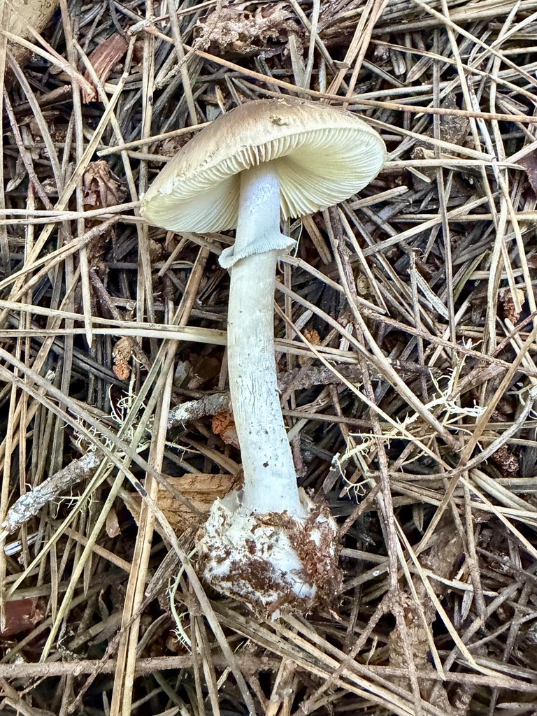Death Cap