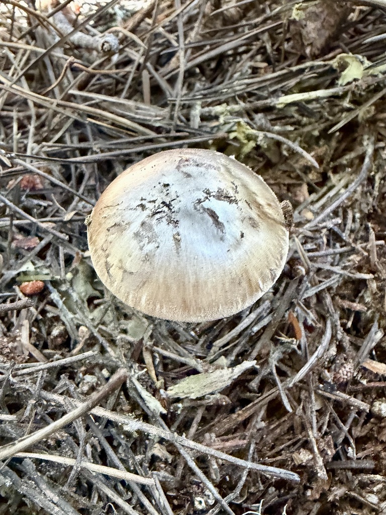 Death Cap