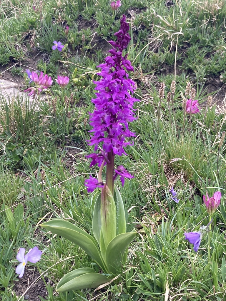 Orchis Mâle
