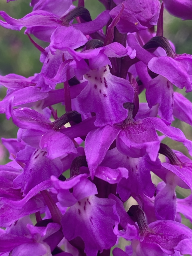 Early Purple Orchid