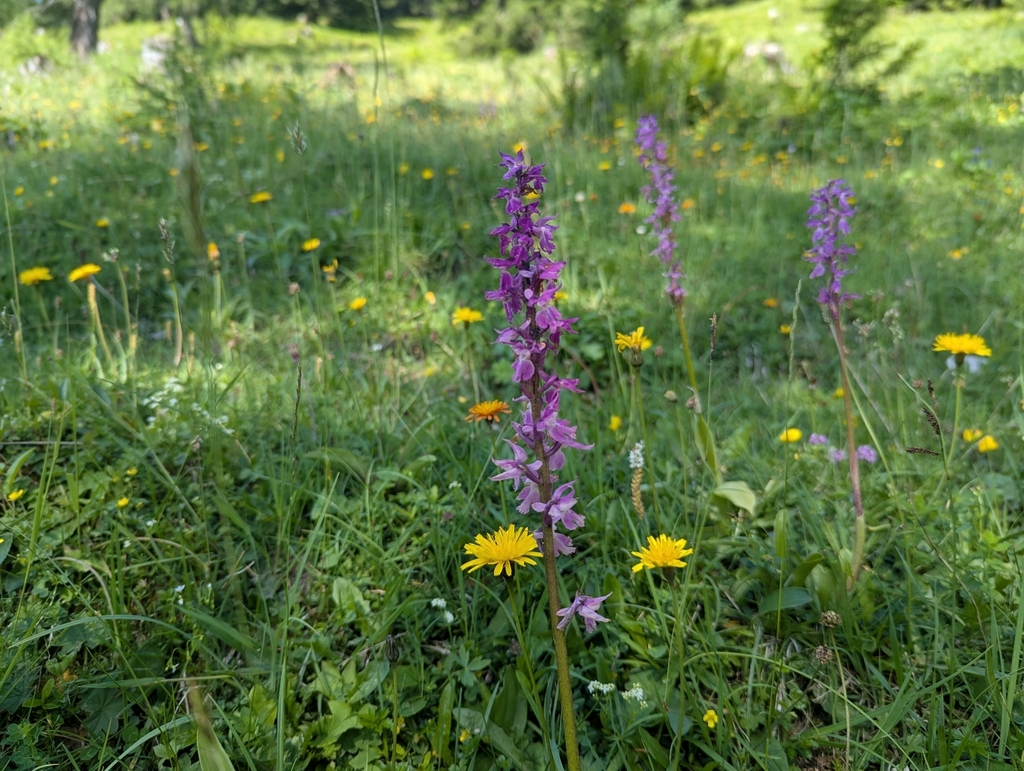 Early Purple Orchid