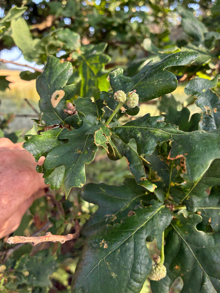 English Oak