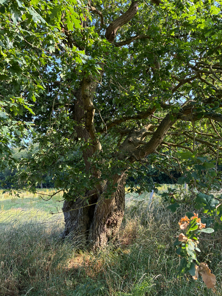 English Oak